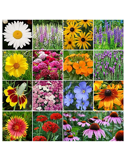 SENJWARM All Perennial Wildflower Seed Mix - 1 Pound, Mixed